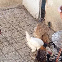 معاوضه مرغ فر با خروس|حیوانات مزرعه|شیراز, دانشگاه شیراز|دیوار