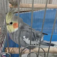 عروس هلندی|پرنده|اسدآباد, |دیوار