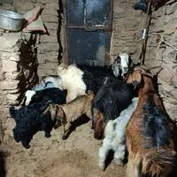 بز و بزغاله داشتی