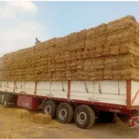 کاه گندم پرس کولش