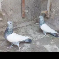 سینه سبز دوکت شیر کاکل صاف بشرط بزن هوایی|پرنده|سیدان, |دیوار