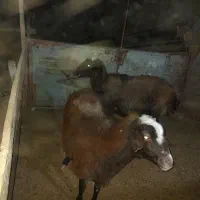 میش افشار