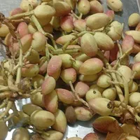 خرید پسته ی تازه (کال با خوشه )واجاره ی باغ پسته