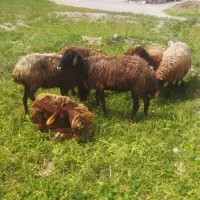 5تا میش جوان