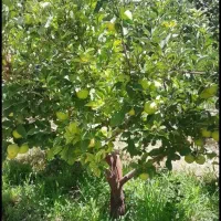 فروش باغ وزمین کشاورزی|فروش دفتر صنعتی، کشاورزی، تجاری|تهران, نارمک|دیوار