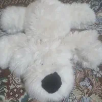 عروسک|اسباب‌بازی بچه|دوگنبدان, |دیوار