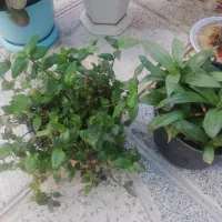 گل طبیعی|گل مصنوعی|فسا, |دیوار