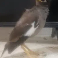 مرغ مینا گمشده