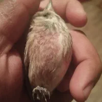 سهره گلبسر و قناری سرخ|پرنده|اصفهان, شهرک صنعتی جی|دیوار