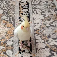 عروس هلندی دستی