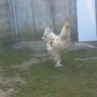 خروس برهما اصیل۸ماهه واکسن زده فروش فوری