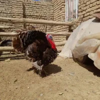 تخم بوقلمون