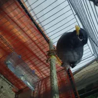 یک عدد مرغ مینا|پرنده|عنبرآباد, |دیوار