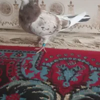 کبوتر|پرنده|زابل, |دیوار