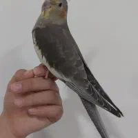 عروس هلندی خاکستری شش ماهه