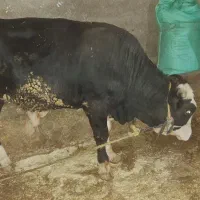 گوساله نر|حیوانات مزرعه|دالاهو, |دیوار