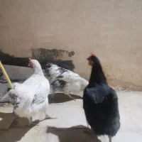 مرغ
