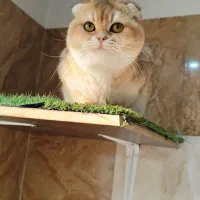 گربه اسکاتیش گلد نر بالغ|گربه|اندیشه, اندیشه فاز ۱|دیوار