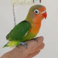 یک جفت طوطی برزیلی مولد میخوام