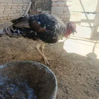 بوقلمون