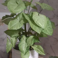 تعدادی گل طبیعی به فروش میرسد