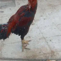 خروس لاری|حیوانات مزرعه|خمینیشهر, |دیوار