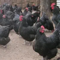 مرغ مشکی جهت ذبح سفید خروس سیاه