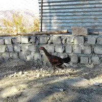 فروش جوجه لاری