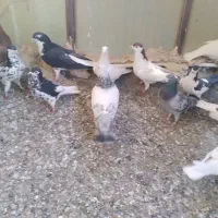 کفتر|پرنده|مشهد, رباط طرق|دیوار