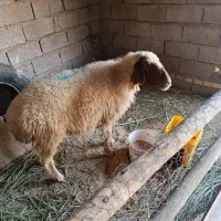 بره