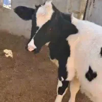 گاو با گوساله 9ماه|حیوانات مزرعه|بستک, |دیوار