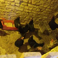 تخم مرغ سیاه