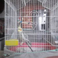 طوطی،سخنگو باهمه امکانات