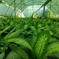 فروش دیفن باخیا از گلخانه مادری