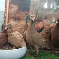 کفتر  سار