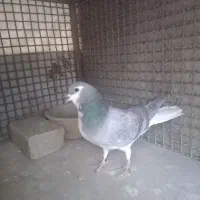 یه عدد نر شالی ،کلفت سیاه ،چشم مشکی، ذات دار