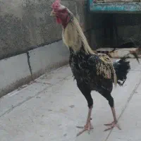 خروس لاری جوان