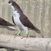 کبوتررنگی|پرنده|تاکستان, |دیوار