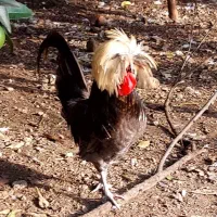 فروش مرغ وخروس کاکلی لهستانی|حیوانات مزرعه|اسالم, |دیوار