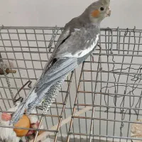 عروس هلندی گم شده