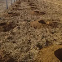 کندن چاله درخت..وفنس و  دارای نهال از نهالستان