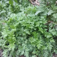 درود بر شما. مخالصه گیاه دارویی