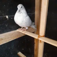 کبوتر پرشی ماده