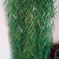 گل مصنوعی زیبا|گل مصنوعی|رشت, پاره بیجار|دیوار