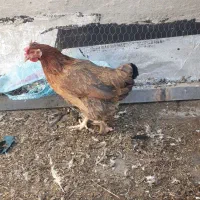 مرغ وخروس|حیوانات مزرعه|کرمانشاه, |دیوار