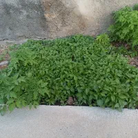 نشا|خدمات باغبانی و درختکاری|گوآور, |دیوار