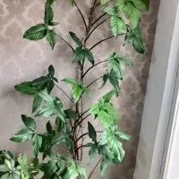 گل سینگونیوم