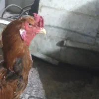 خروس لاری افغان