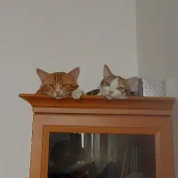 دنبال سرپرست مهربان و مسئولیت پذیر هستیم