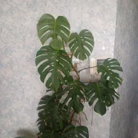 گل برگ انجیری بزرگ